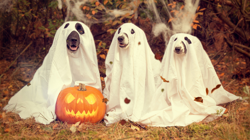 Halloween Special: Are Your Customers GHOSTING You?